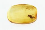 Fossil Wood Gnat (Anisopodidae) In Baltic Amber #270631-1